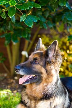 german Shepherd dog in the garden