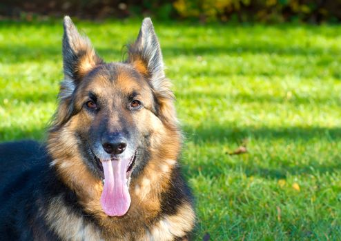 german Shepherd dog in the garden
