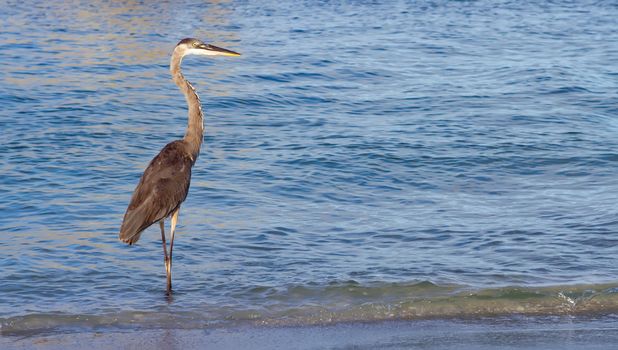 heron on a sunny beach in florida