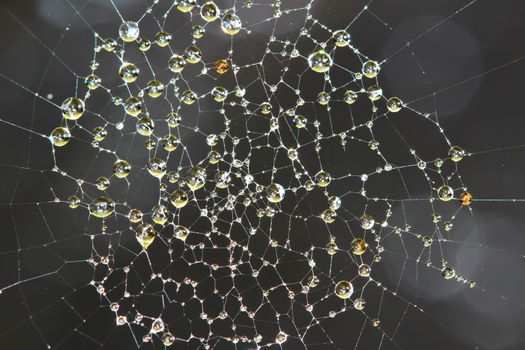 Spider Web Covered with Sparkling Dew Drops