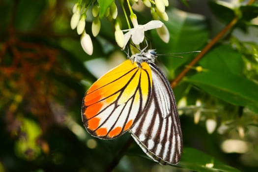 A butterfly resting on  flower