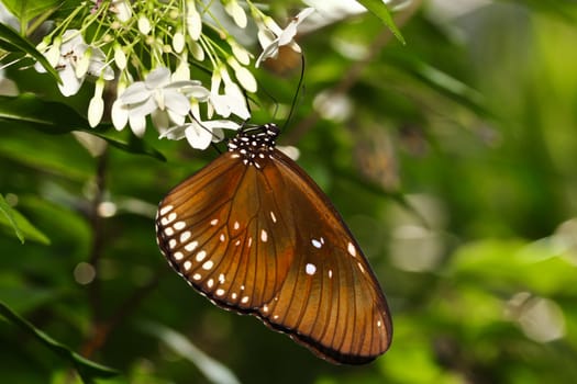 A butterfly resting on  flower