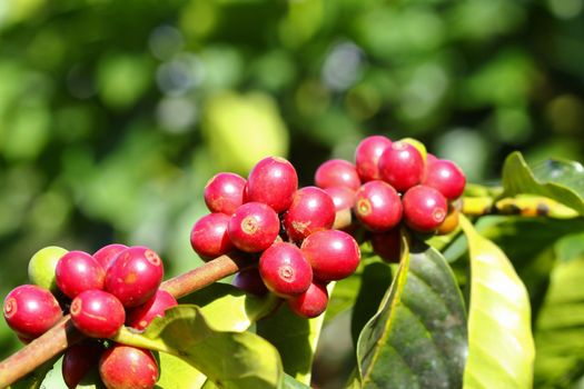 Coffee tree with ripe berries on farm
