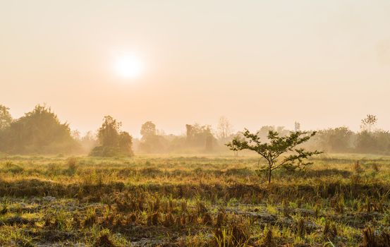 tree in grass field with sunrise and fog in morning time