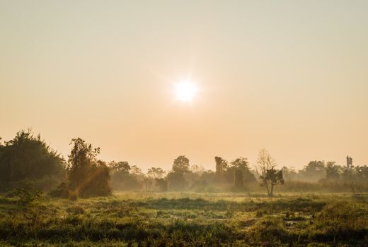 tree in grass field with sunrise and fog in morning time