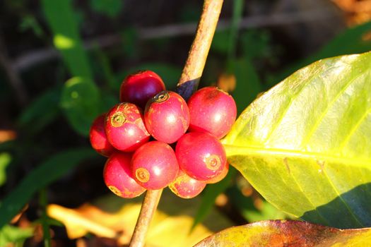 Coffee tree with ripe berries on farm