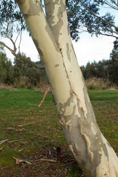 silver birch tree peeling in the winter