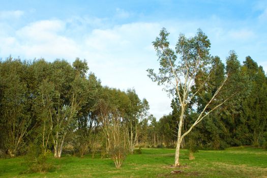 silver birch tree in the english countryside