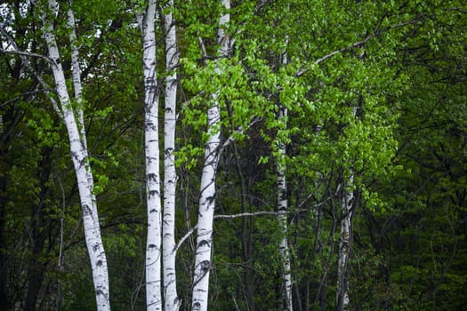 spring aspen forest in Hokkaido, Japan