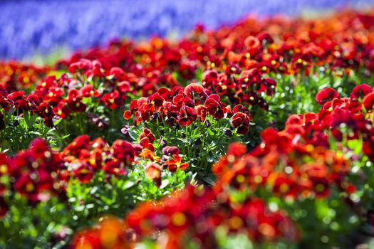 red flower in the field