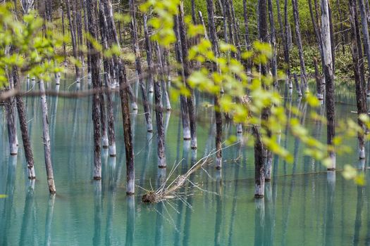 Blue Pond in Hokkaido, Japan