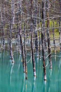 Blue Pond in Hokkaido, Japan