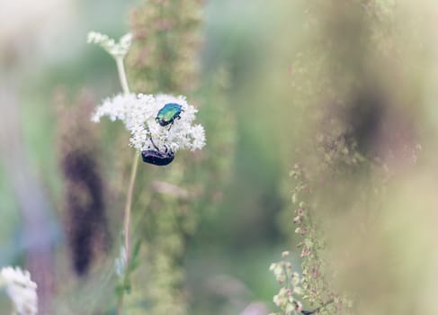 Big insect Beetle (green bug) on a flower.
