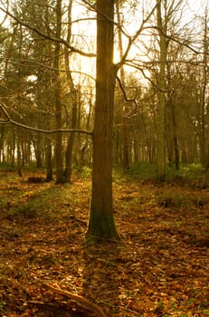 woods in the english countryside