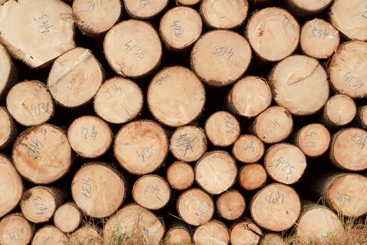 Pile of wood logs ready for winter 