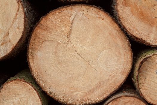 Pile of wood logs ready for winter 