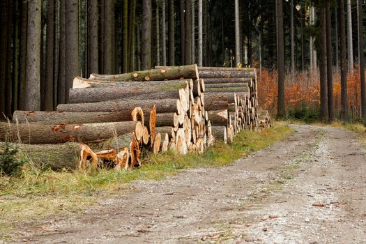 Pile of wood near forest road logs ready for winter 