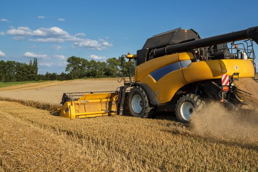 Yellov combine on field harvesting wheat in sunny weather