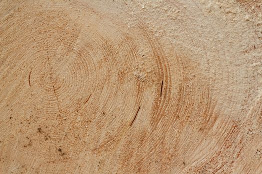 slice of wood timber natural background 