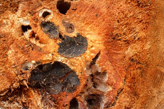 detail of natural wood for grunge background