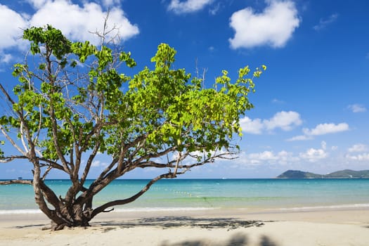 Beach, tree Koh Sa-Med Thailand