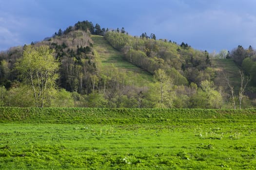 green grass, trees and mountain