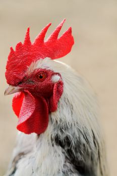 a proud rooster