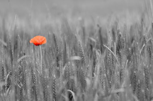 one poppy in a wheat field