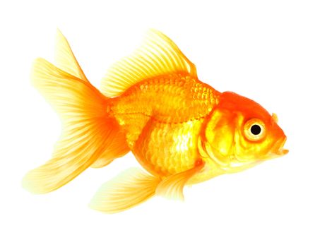 Gold fish. Isolation on the white