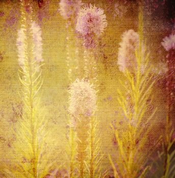 old background canvas texture, flowers of the meadow