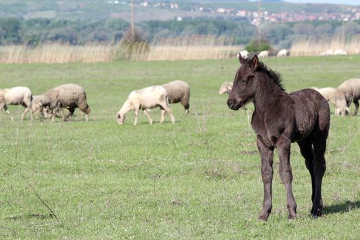 grey foal on pasture farm scene