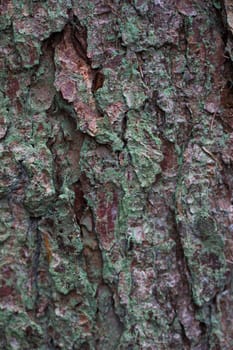 A close up of the bark of an oak tree