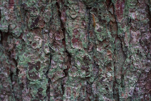 A background of green tinged bark