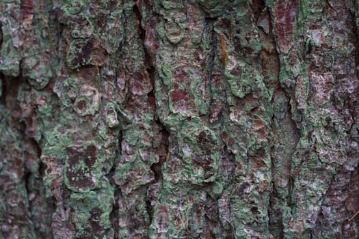 A background of green tinged bark