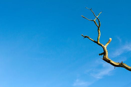 Bare tree branch against a blue sky