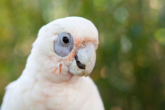 portriat of a white parrot