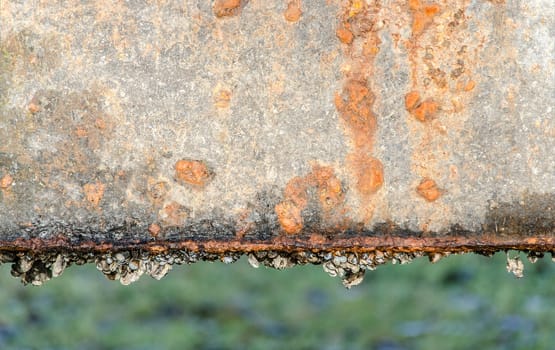 rusty iron structure with sea shell fouling
