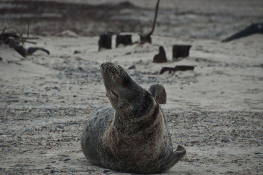 grey seal in january Helgoland dunes