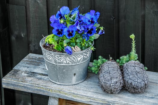decorative tin plant pot with pansies