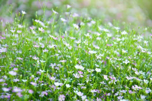 little violet flower and bokeh from nature