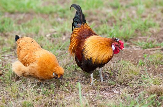 Pair of two free range Bantam chickens live animals cock and hen forage for food