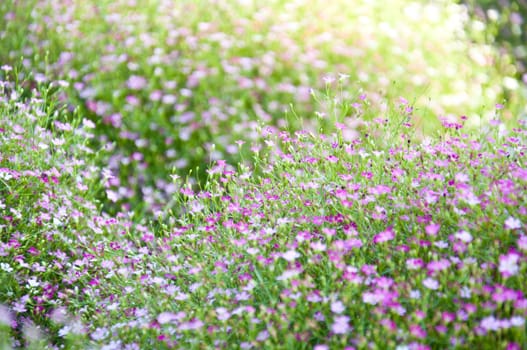 little violet flower and bokeh from nature