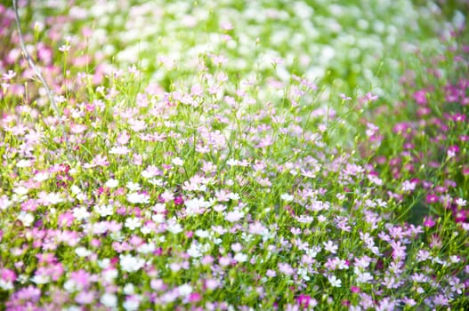 little violet flower and bokeh from nature