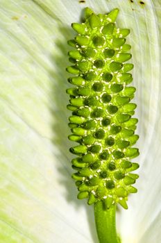 Peace lily