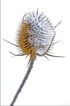 teasel with snow hat