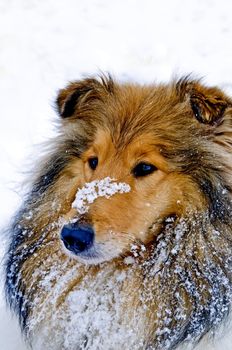 Collie dog in snow