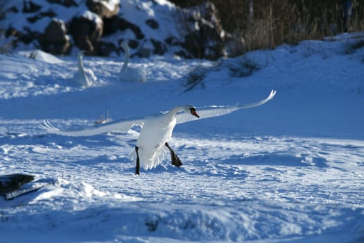 White swan on a background of a snow