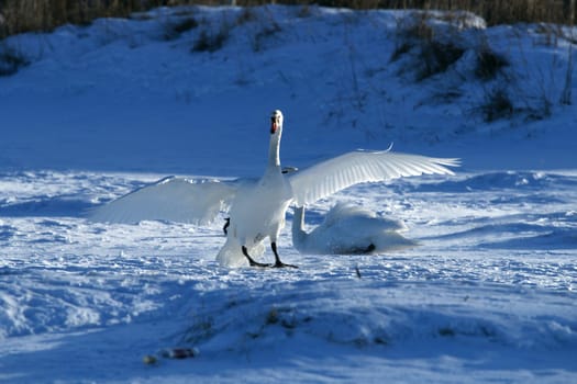 The swan has spread wings