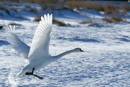 Swan in flight