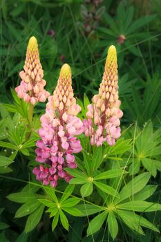 beautiful blooming pink lupine flowers in nature